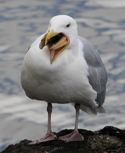 Glaucous-winged Gull｜灰翅鸥 参考照片