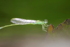 Ischnura senegalensis