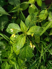 Impatiens parviflora