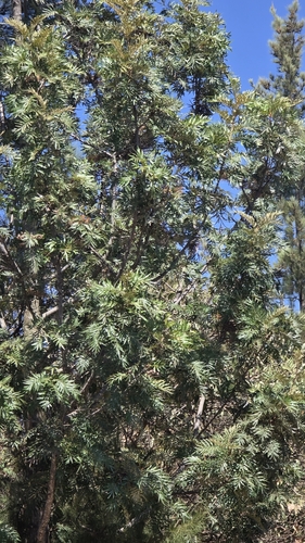 silk oak