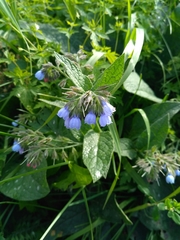 Symphytum caucasicum