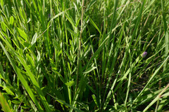 Solidago nemoralis decemflora