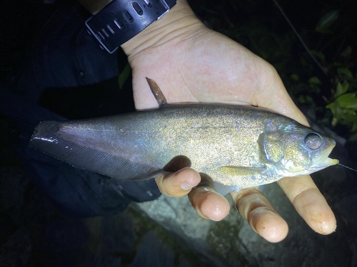 Asiatic knifefish (Notopterus notopterus) — Notopteridae — 2