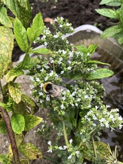 Bombus terrestris