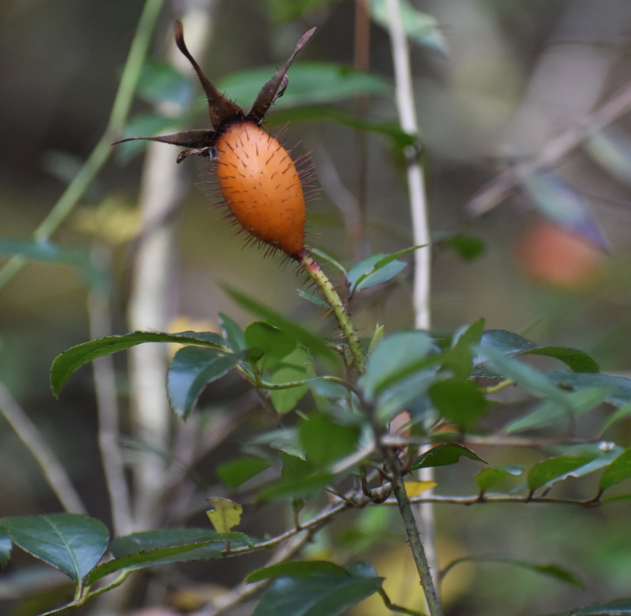 Imagem de Rosa-do-campo