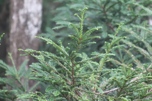 Taxodium observed 2025-02-18