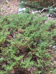 Juniperus communis depressa