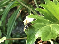 Dolichovespula maculata
