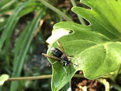 Dolichovespula maculata
