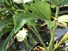 Dolichovespula maculata