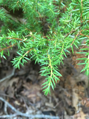 Juniperus communis depressa