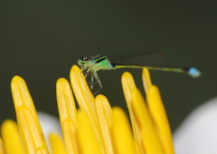 Ischnura senegalensis
