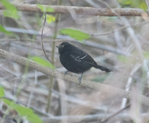 Rio Branco Antbird (Cercomacra carbonaria), photo 3