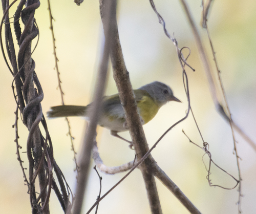 Ashy-headed Greenlet (Hylophilus pectoralis), photo 3
