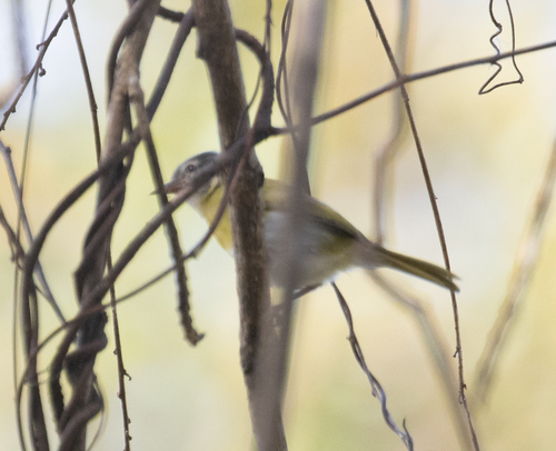 Ashy-headed Greenlet (Hylophilus pectoralis), photo 9