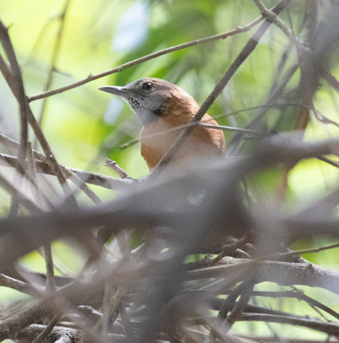 Hoary-throated Spinetail (Synallaxis kollari), photo 2