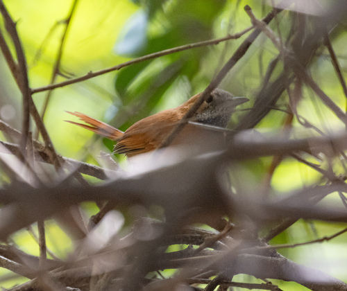 Hoary-throated Spinetail (Synallaxis kollari)