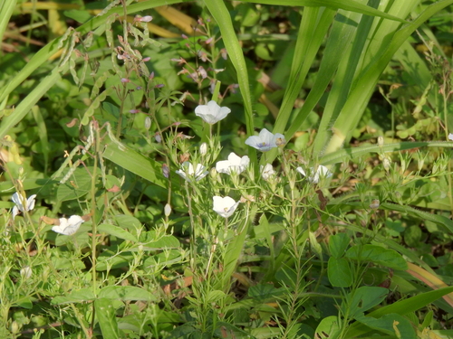 broom cupflower (Nierembergia scoparia)
