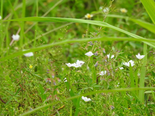 Image of Nierembergia scoparia by (c) Cecilia Fer Díaz, some rights reserved (CC BY)