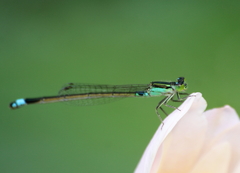 Ischnura senegalensis
