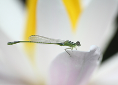 Ischnura senegalensis