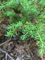 Juniperus communis depressa