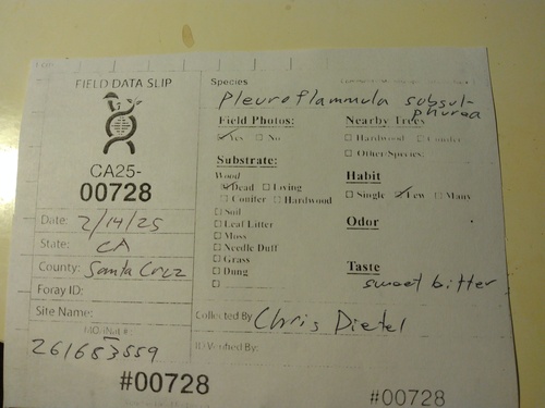 Pleuroflammula (Photo 2 of 2)