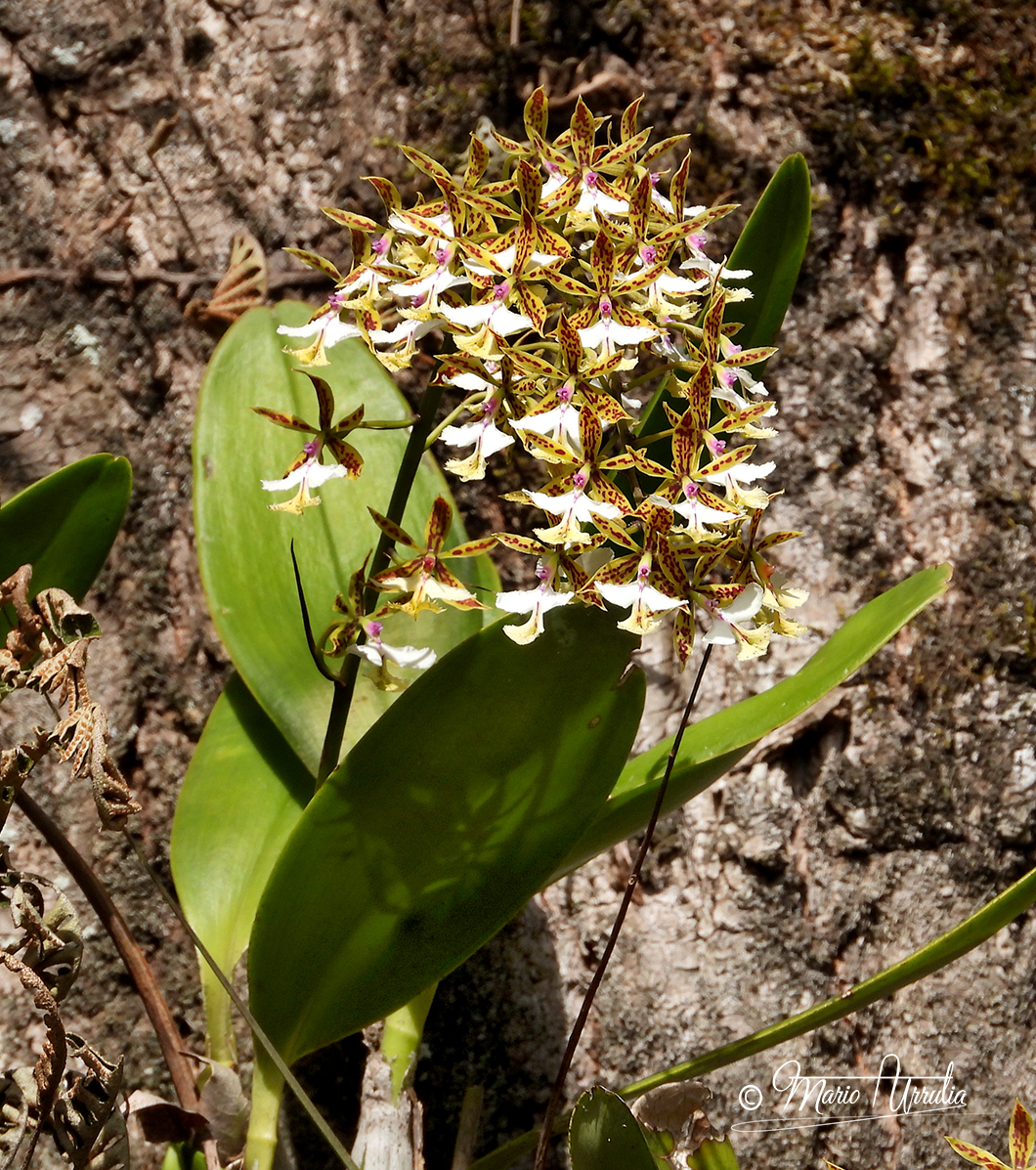 Imagem de Orquídea-bambu