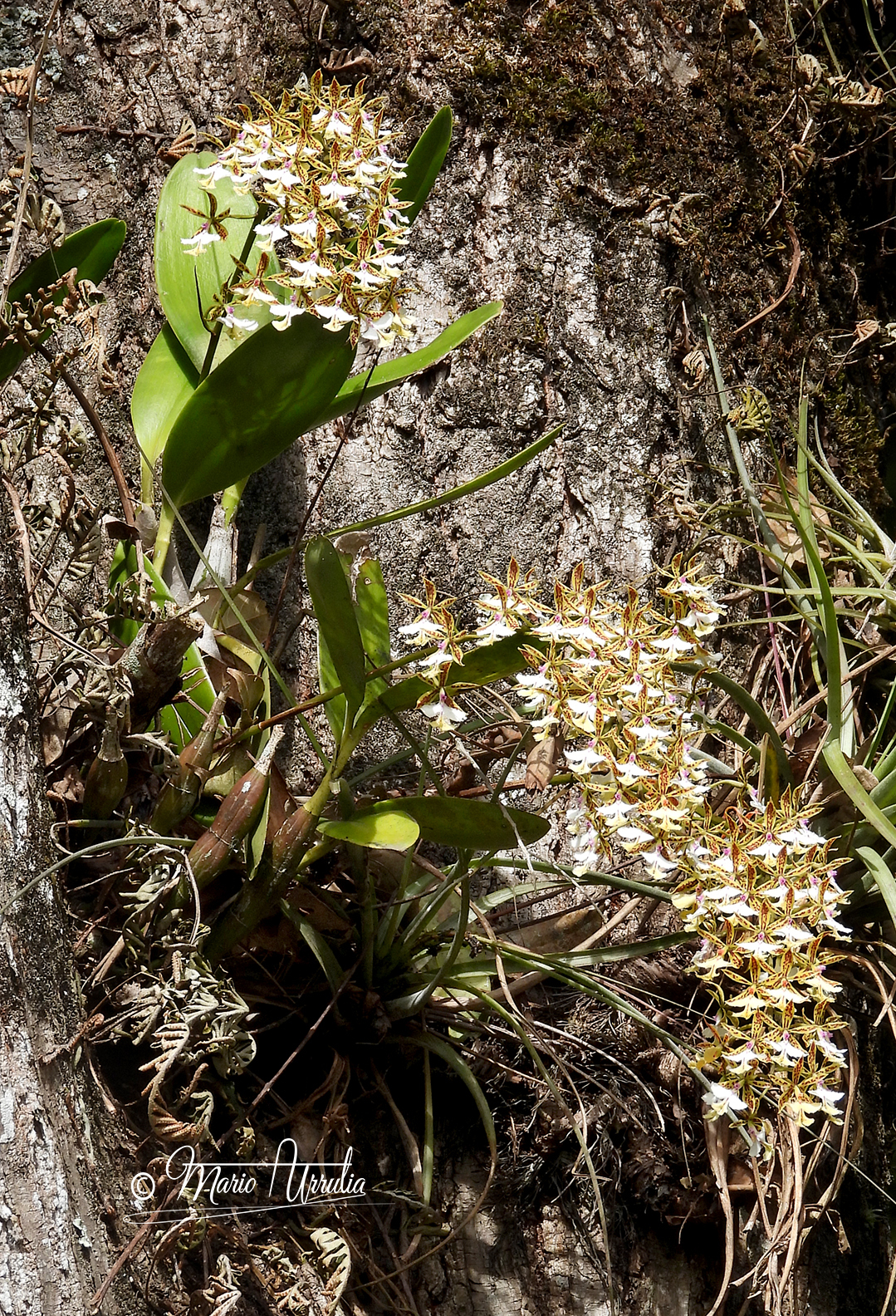 Imagem de Orquídea-bambu
