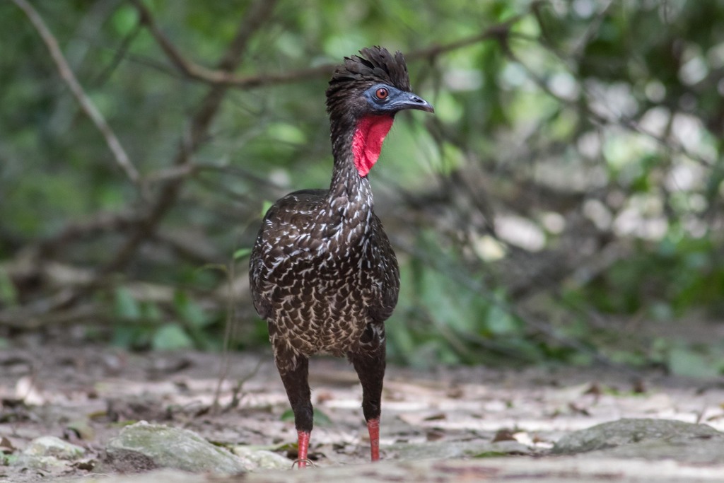 Crested Guan