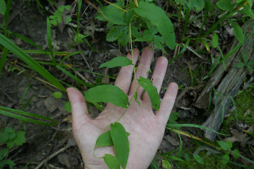 Calystegia spithamaea ssp. spithamaea