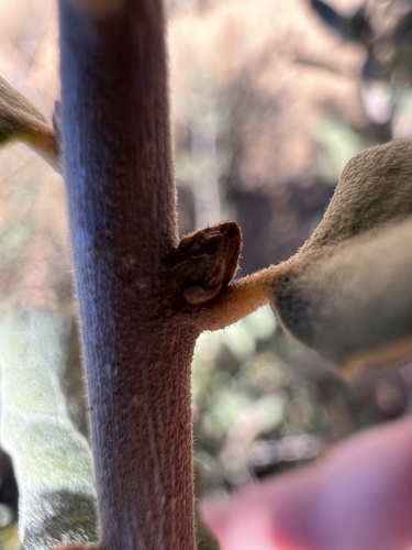Quercus berberidifolia x cornelius-mulleri