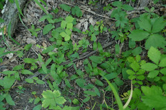 Calystegia spithamaea spithamaea