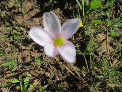 Oxalis amblyodonta