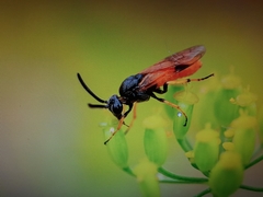 Arge melanochra