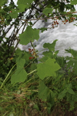 Ribes biebersteinii