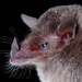 Geoffroy's Tailless Bat - Photo (c) Jose G. Martinez-Fonseca, some rights reserved (CC BY-NC), uploaded by Jose G. Martinez-Fonseca