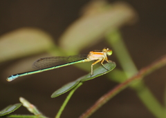 Ischnura senegalensis