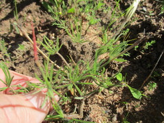 Oxalis amblyodonta