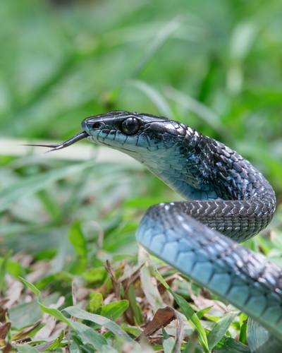 Common Tree Snake sighting