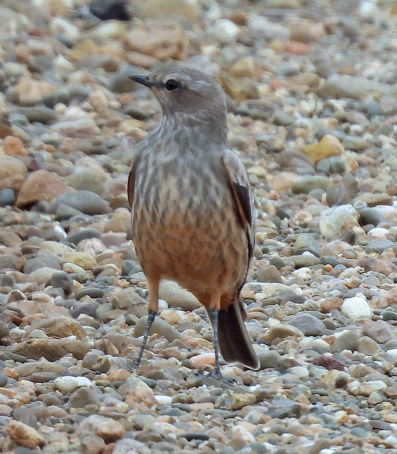 Chocolate-vented Tyrant (Neoxolmis rufiventris), photo 8