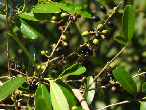 Chrysophyllum marginatum (Chrysophyllum marginatum)