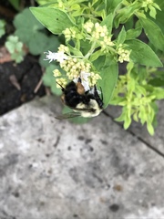 Bombus impatiens