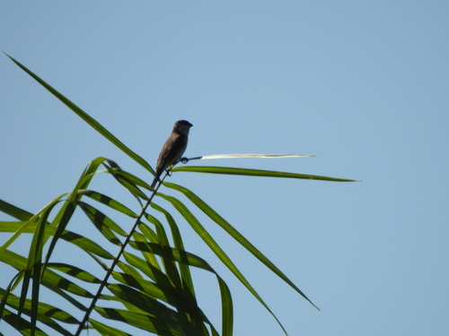 Pearly-bellied Seedeater (Sporophila pileata)