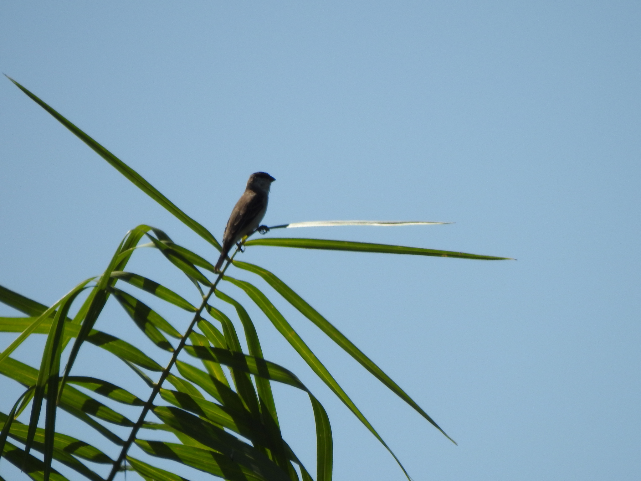 Pearly-bellied Seedeater (Sporophila pileata)