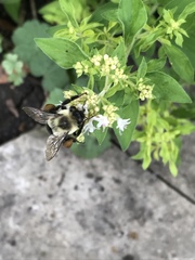 Bombus impatiens