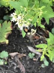 Bombus impatiens