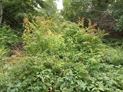 Spiraea chamaedryfolia