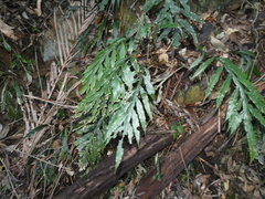 Blechnum patersonii