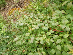Spiraea chamaedryfolia